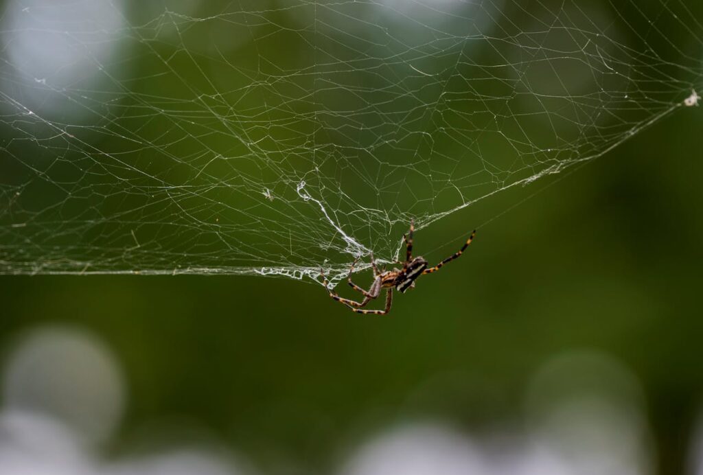 Stunning macro shot of a spider on its intricate web against a blurred green background.