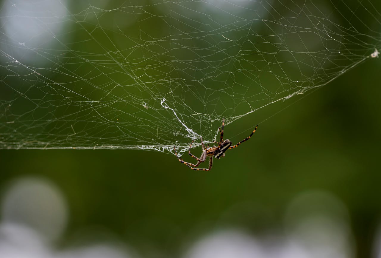 Stunning macro shot of a spider on its intricate web against a blurred green background.
